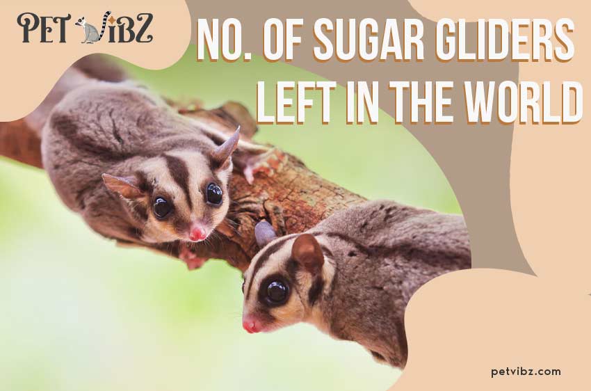 How Many Sugar Gliders Are Left In The World 